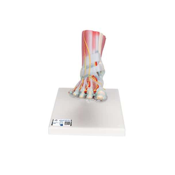 Foot and Lower Leg Skeleton Anatomy Model With Ligaments
