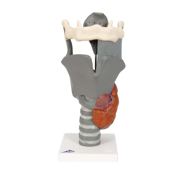 Functional Human Larynx Anatomy Model