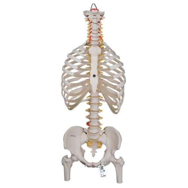 Classic Flexible Spine Anatomy Model With Ribs and Femur Heads