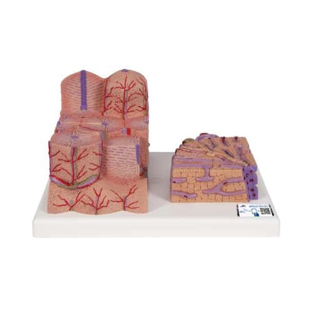 Microanatomy Liver Model 2 Parts