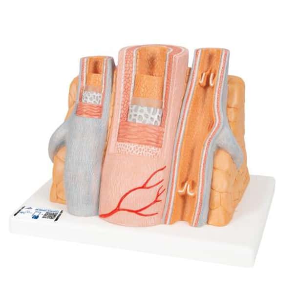 Microanatomy Artery and Vein Anatomy Model