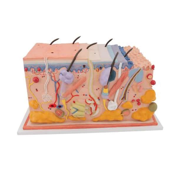 Human Skin Anatomy Block Model 70 Times Life-Size