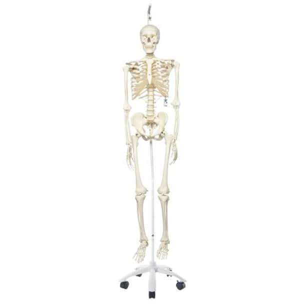 Hanging Human Stan Skeleton Anatomy Model