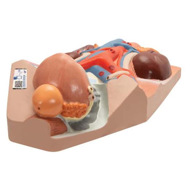 Male Urinary System Anatomy Model 3/4 Life-Size