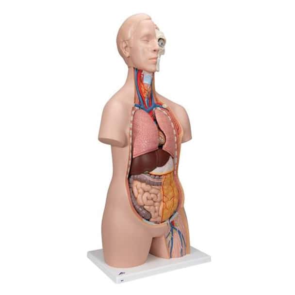 Classic Unisex Human Torso Anatomy Model 12 Parts