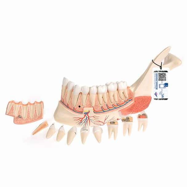 Advanced Half Lower Jaw Anatomy Model With 8 Dissected Teeth 19 Parts