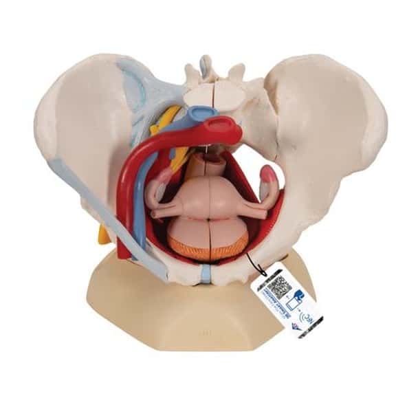 Life-Size Female Pelvis Anatomy Model With Ligaments Vessels Nerves and Pelvic Floor