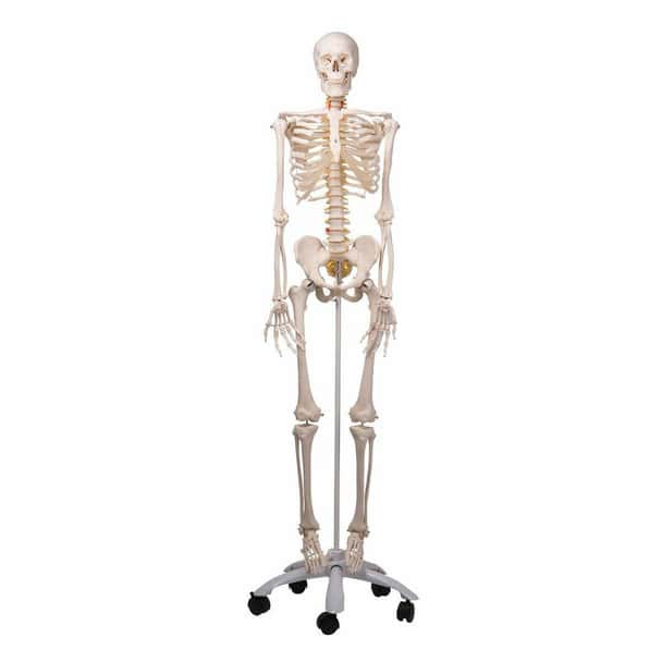 Fred The Flexible Skeleton Anatomy Model