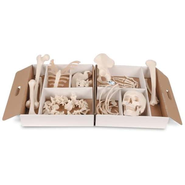 3B Anatomical Model - Disarticulated Half Skeleton 3B Anatomical Model - Disarticulated Half Skeleton