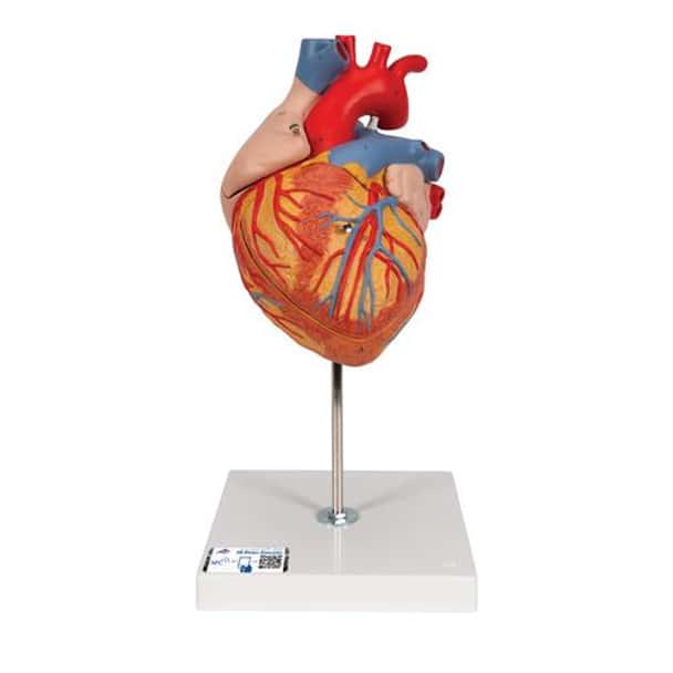 Human Heart Anatomy Model 2 Times Life-Size