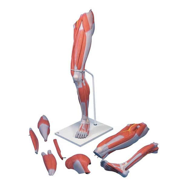 Life-Size Muscular Leg Anatomy Model 7 Parts