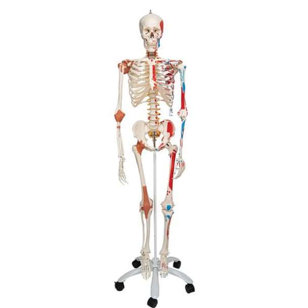 Sam The Super Skeleton Anatomy Model