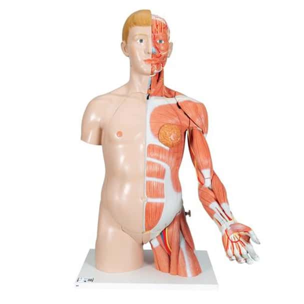 Life-Size Deluxe Human Torso Anatomy Model With Muscles