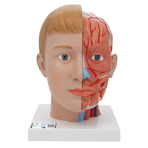 frontal view of the life-size human head anatomy model with neck
