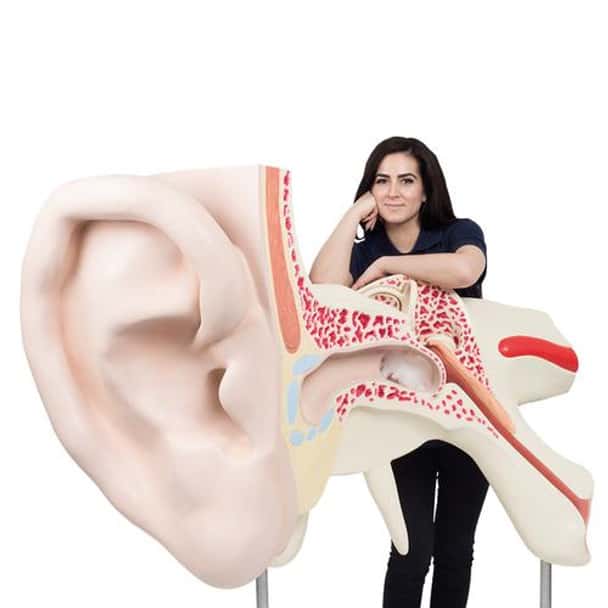Worlds Largest Ear 3 Parts Anatomy Model