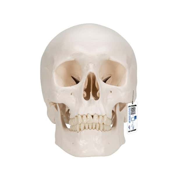 Classic Human Skull Anatomy Model 3 Parts
