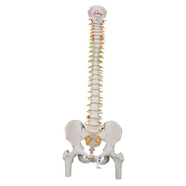 Classic Flexible Human Spine Anatomy Model With Femur Heads