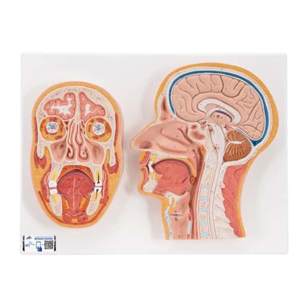 Median and Frontal Section Of The Human Head Anatomy Model
