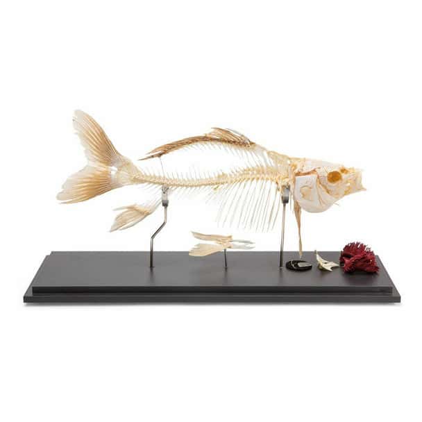 Carp Skeleton Natural Specimen Anatomy Model, Articulated