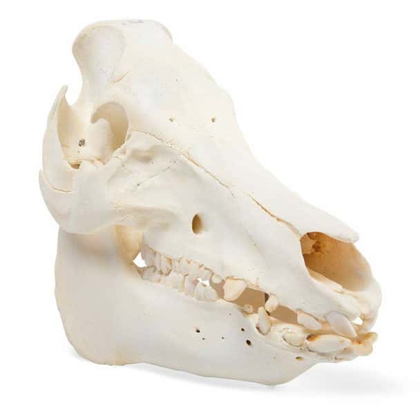 Pig Skull Anatomy Model