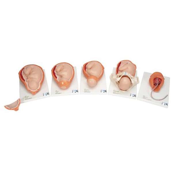 5-Stage Birth Process Anatomy Model