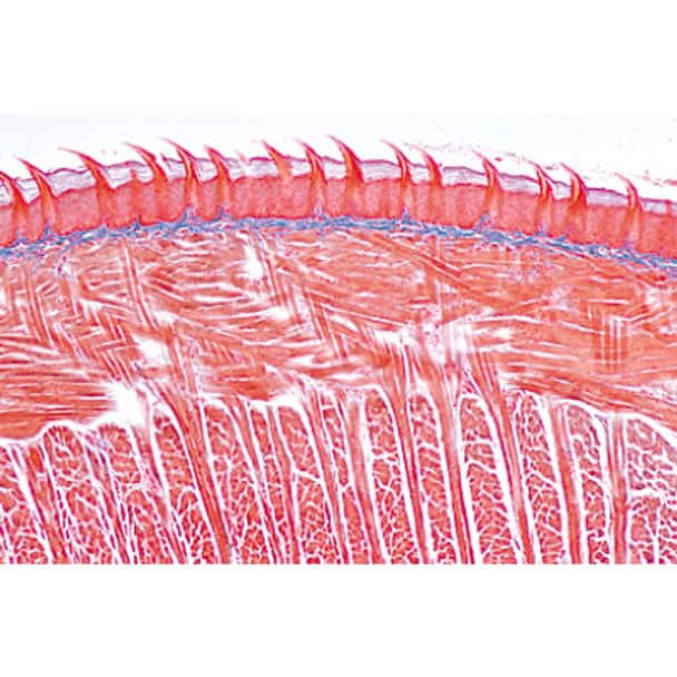 Human Digestive System - English Microscope Slides