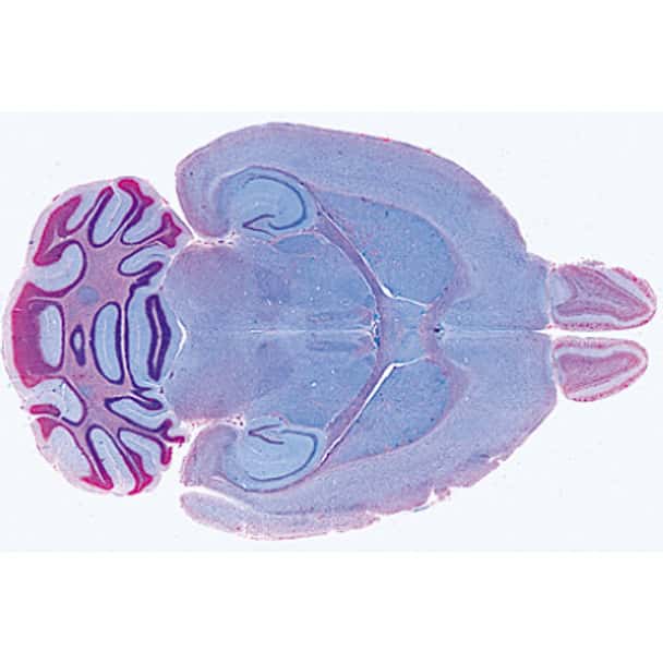 Human Nervous System - English Microscope Slides