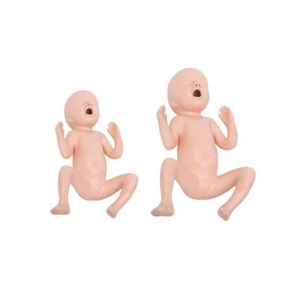 Anatomy Lab Twenty-four Weeks Premature Infant Model - Overview