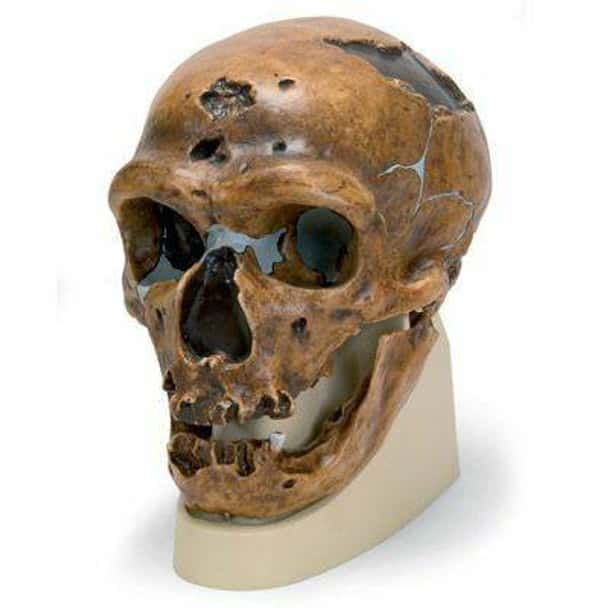 Anthropological Skull Model - La Chapelle-Aux-Saints