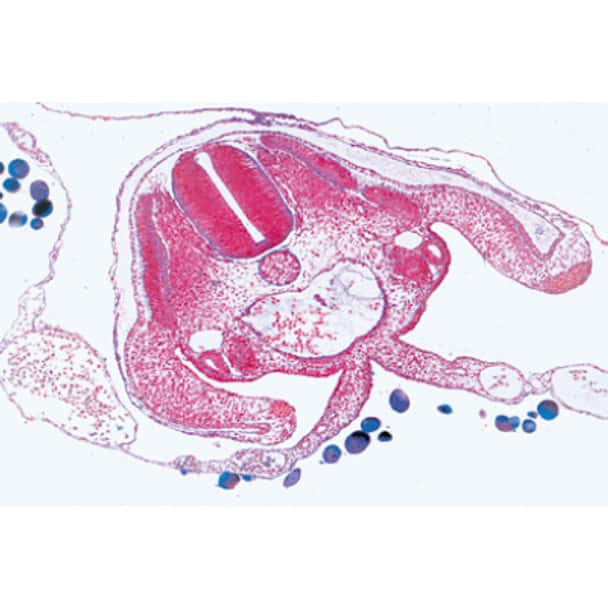 Chicken Embryology - Microscope Slides