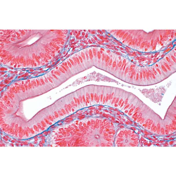 Human Tissues - English Microscope Slides