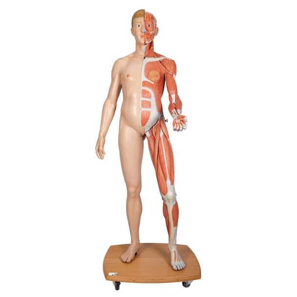 3B Scientific Life-Size Dual Sex Human Anatomy Figure