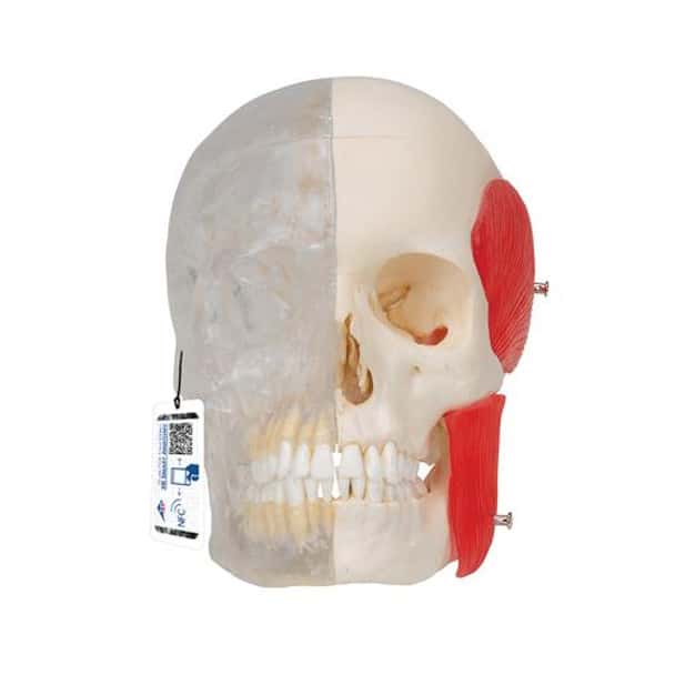 Bonelike Human Skull Half Transparent Anatomy Model 8 Parts