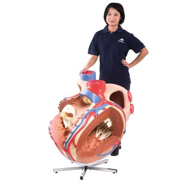 Worlds Largest Heart Anatomy Model
