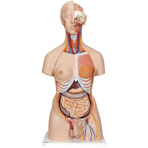 Deluxe Dual-Sex Human Torso Anatomy Model 28 Part