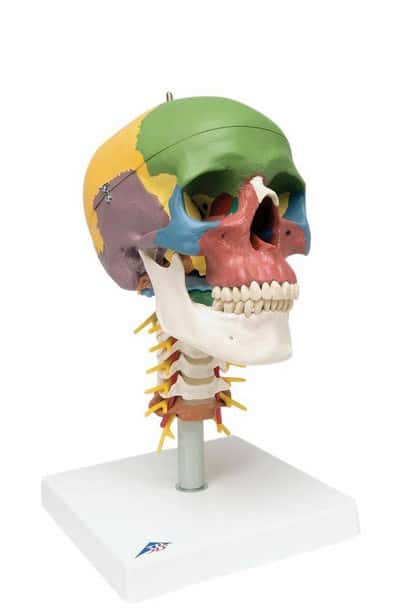 Didactic Human Skull Anatomy Model On Cervical Spine