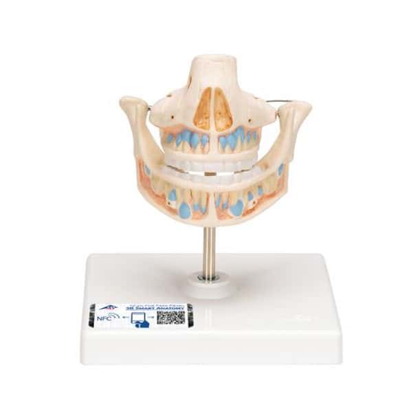 Milk Dentures Model