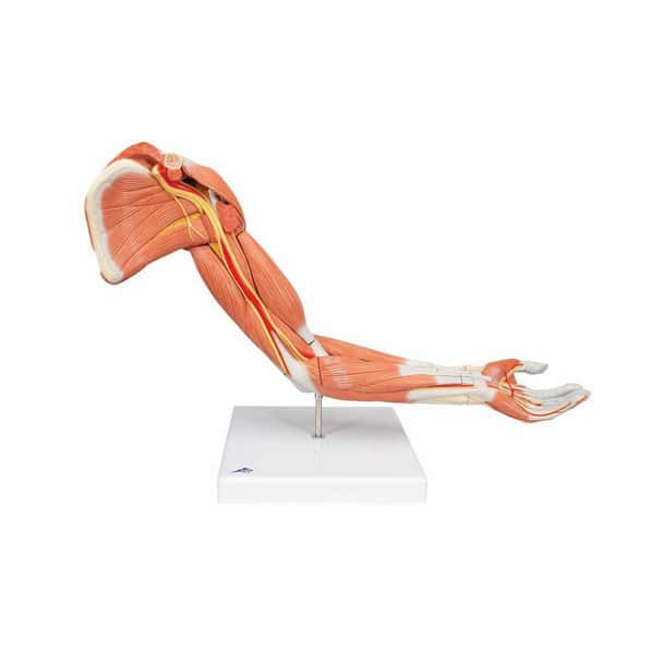 Life-Size Deluxe Muscle Arm Anatomy Model 6 Parts