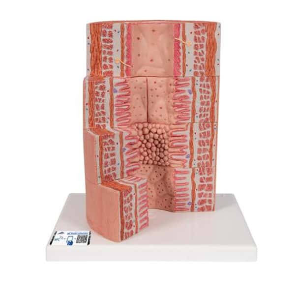 3B Microanatomy Digestive System Anatomy Model