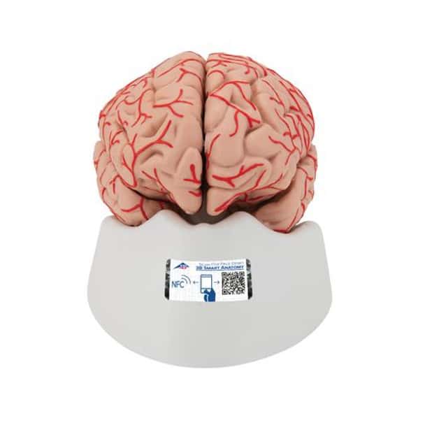 Deluxe Brain Anatomy Model With Arteries 9 Parts