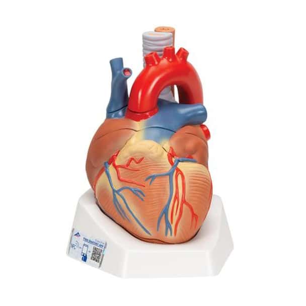 Human Heart Anatomy Model 7 Parts