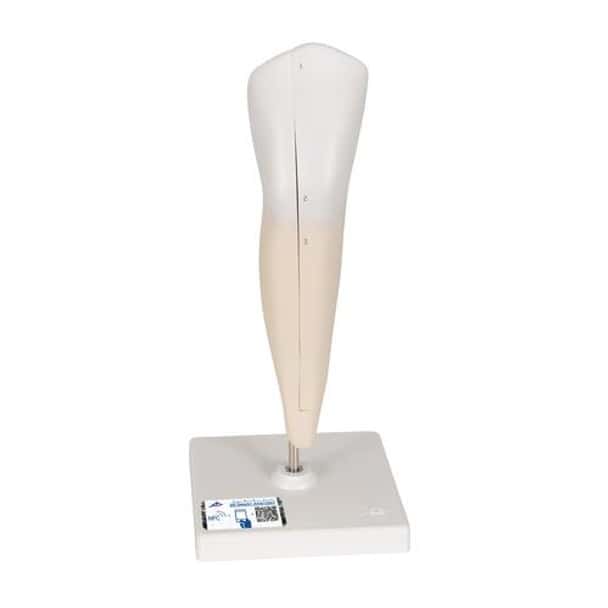 Lower Canine Tooth Anatomy Model