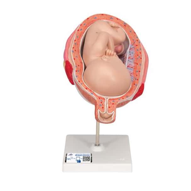 7th Month Fetus Anatomy Model