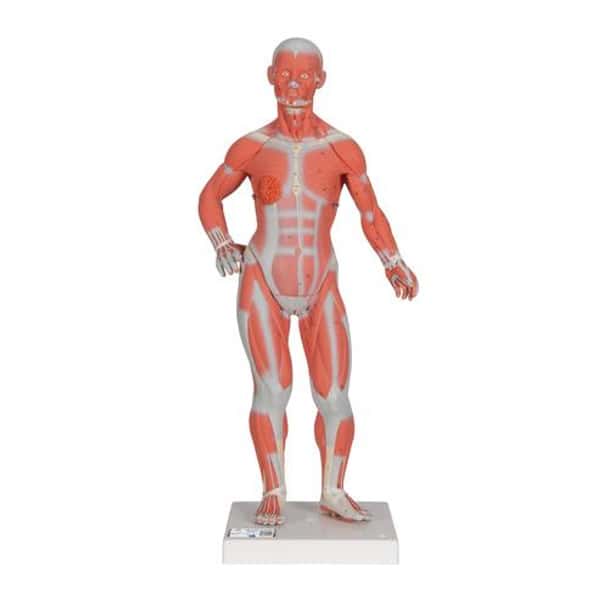 Mini Muscular Figure Anatomy Model 1/3 Life-Size