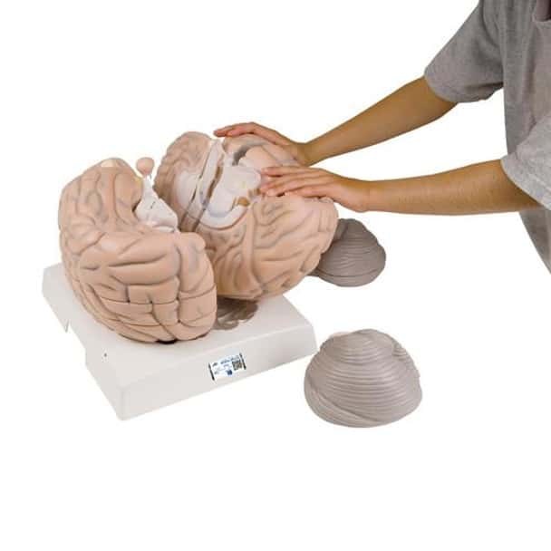 Giant Human Brain Anatomy Model 14 Parts