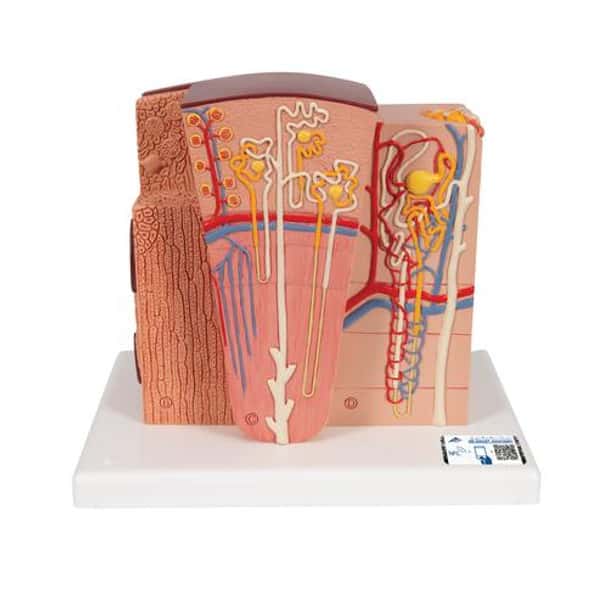 3B Microanatomy Kidney Anatomy Model