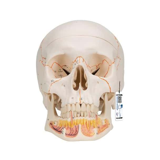 Classic Human Skull Anatomy Model 3 Parts With Opened Lower Jaw