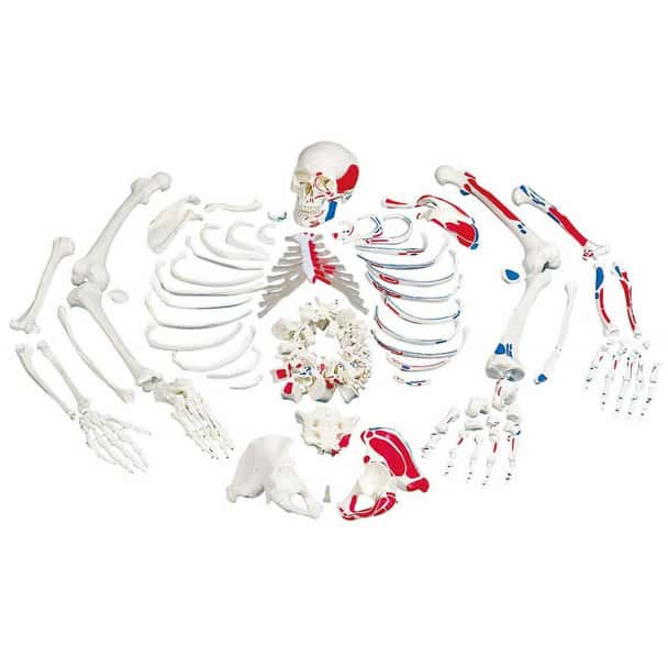 Disarticulated Painted Full Skeleton Anatomy Model