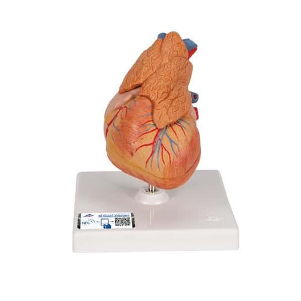 Classic Heart Anatomy Model With Thymus