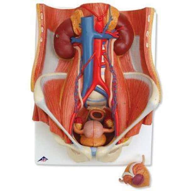 Dual Sex Urinary System Anatomy Model 6 Parts